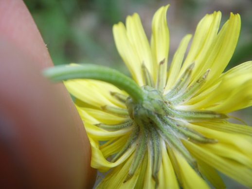 Crepis leontodontoides / Radicchiella italica